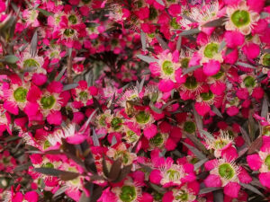 Leptospermum ‘Rudolph’ Flower (Image supplied by Angus Stewart)