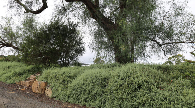 Aussie Flat Bush™ Rhagodia ‘SAB01’ PBR