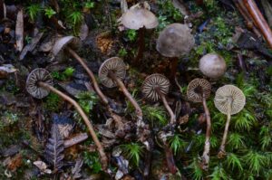 Pseudobaeospora taluna (Image: Noah Siegel)