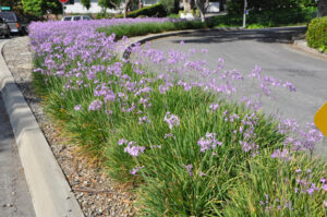 A display of society garlic (Tulbaghia violacea) demonstrating the design element of line (Image: Dan Austin)