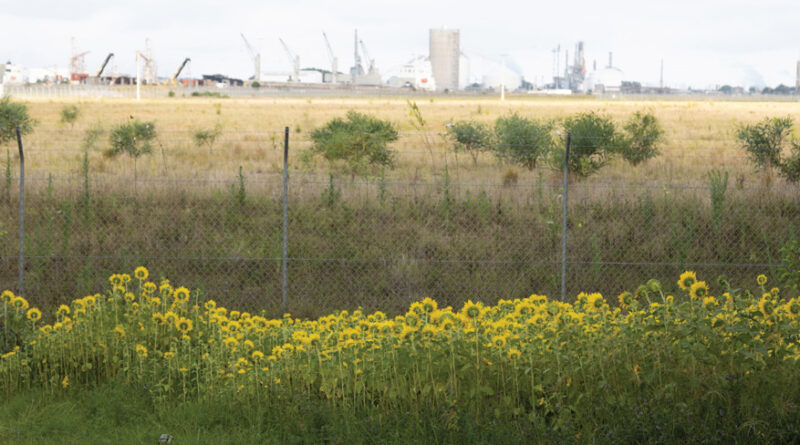 Sunflowers performed well at Deprat Gardens for some metals (Image: University of Newcastle)