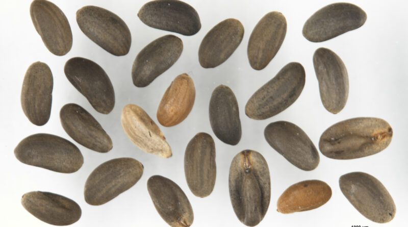 Omeo Storks-bill seeds photographed in the National Seed Bank (Image: John Fitz Gerald)