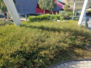 Vertical structures add interest to this low planting (Image: Patrick Regnault)