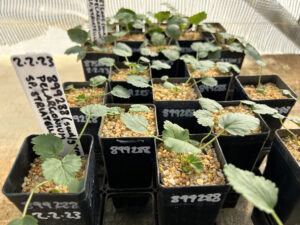 Omeo Storks-bill seedlings growing in the ANBG Nursery (Image: Kathryn Scobie, ANBG)
