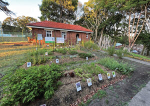 The kitchen garden is planted with common household vegetables (Image: University of Newcastle)