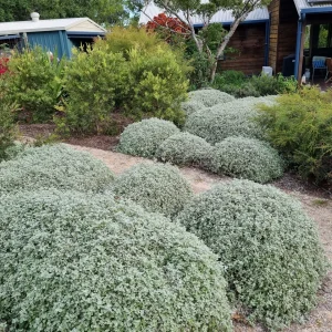 Helichrysum can be shaped to add a structural interest (Image: Patrick Regnault)