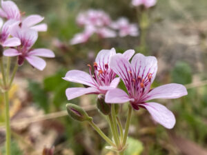 Omeo Storks-bill plants growing in the ANBG (Image: Brad Desmond, Australian Seed Bank Partnership).