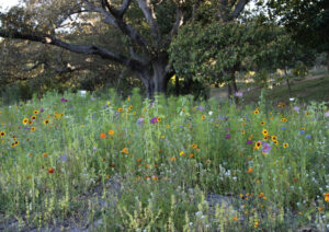 Delprat Gardens flower meadow (Image: University of Newcastle)