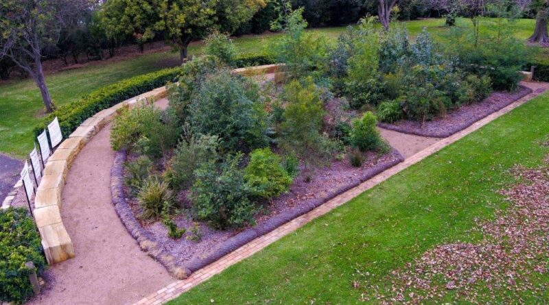 The Tiny Forest in August 2023 (Image: Wollongong Botanic Gardens)
