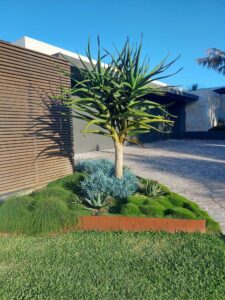Aloe makes a feature and provides height (Image: Rich Earth)