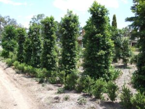 Pinnacle Syzygium grows very narrow compared to regular syzygium