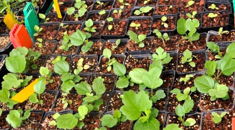 The difference in growth caused by the abrasive nature of tuff compared with perlite in a coir blend (Image: Dan Austin)