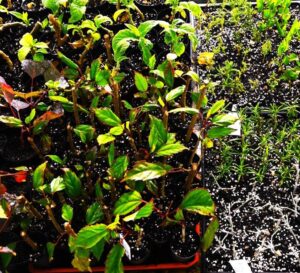 A traditional open tray and tube stock propagation in a free-draining cutting mix (Image: Dan Austin)