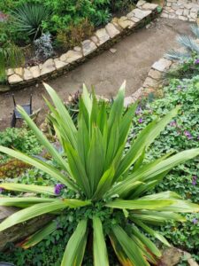Jardins Extraordinaires de Brest - species acclimatisation planning and foresight (Image: Patrick Regnault)