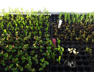 Preformed propagation plugs showing uniformity and fresh healthy roots (Image: Dan Austin)