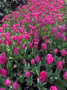 Floriculturists grow all types of flowering plants (Image: Karen Smith)