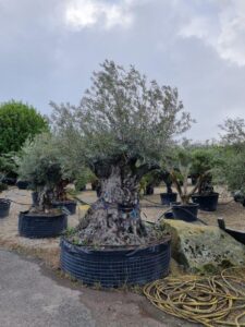 Once only found as far north as the south of France, olive trees are now growing on Brittany's north-western coast (Image: Patrick Regnault)