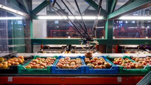 Futuristic robotic arm grading, sizing, sorting and packing tomatoes