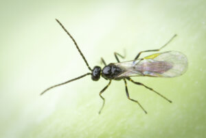 Cabbage aphid primary parasite Diaeretiella rapae (Image by Denis Crawford)