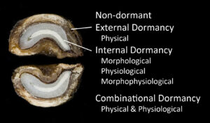 The various classes of dormancy seeds can possess