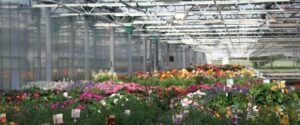 Far from becoming redundant, the greenlife grower's experience and knowledge is now being considered as part of a broad information stream to be assimilated, interpreted, and applied, together with AI and other inputs (Image: John Fitzsimmons)
