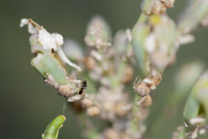 A hyperparasite (Pachyneuron sp.) eyes an aphid mummy (Image by Denis Crawford)