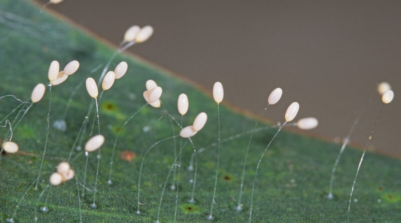 Stalked lacewing eggs (Image by Denis Crawford)