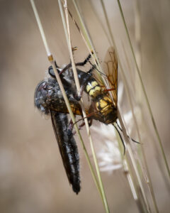 Robber fly feeds on a flower wasp (Image by Denis Crawford)