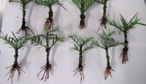 Rooted Wollemi pine cuttings after eight weeks (image supplied by Matt Coulter)