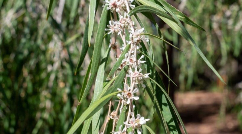 Flowers of Agonis flexuosa (Image: Emily Denham)
