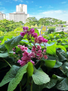 Diverse flowering plants beautify our built environments and provide a food source for pollinators (Image: Michael Casey)