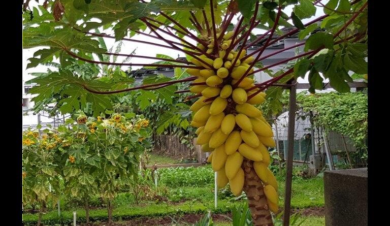 Carica papaya is a fast fruiting plant that produces masses of fruits (Image: Patrick Regnault)