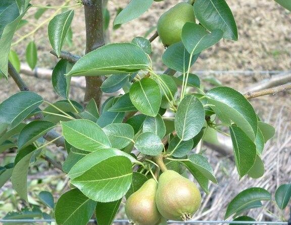 Cordon-trained pears can yield well (Image: John Fitzsimmons)