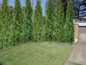 Straight and Narrow™ Syzygium australe 'SAN01' PBR (image supplied by Ozbreed)