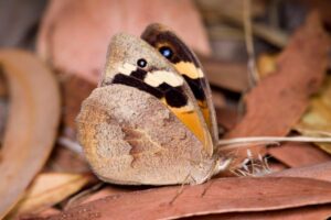 Female common brown blending in with the leaf litter (image supplied by Denis Crawford)