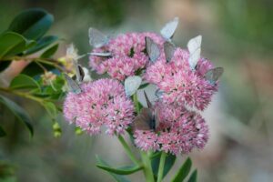 Common grass-blue butterflies feeding on sedum flowers (image supplied by Denis Crawford)