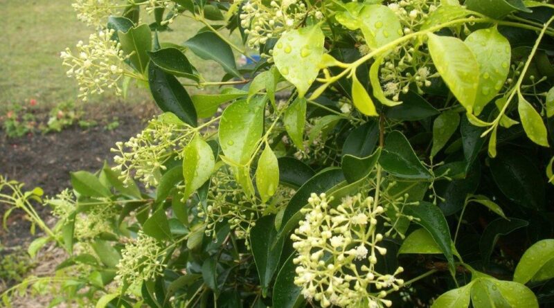 Sublime™ Acmena smithii ‘DOW30’ PBR (image supplied by Ozbreed)