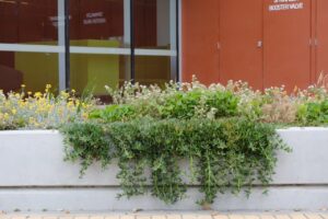 Carpobrotus rossii (Pigface) is used to good effect in this raised bed, draping over its wall and covering an otherwise dull surface