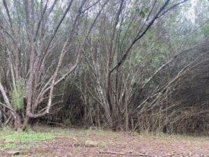 Dense understorey of African olive Forest