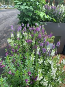 There is a trend back to adding colour in gardens (Image: Karen Smith)