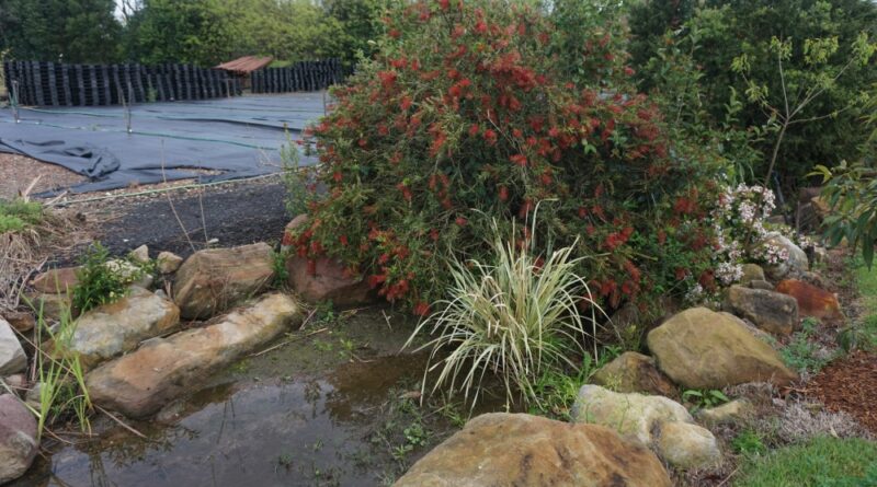 Buffer plants are useful for areas where other plants struggle (Image: Ozbreed)