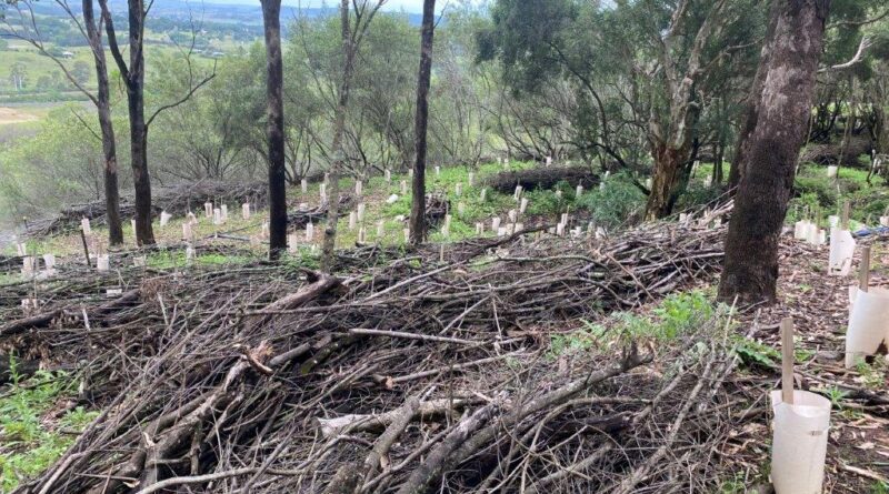 Windrows of recently removed African olive branches to reduce water and leaf litter loss