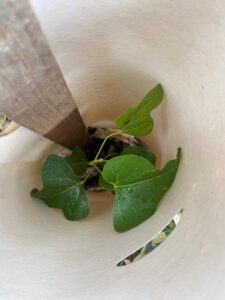 Brachychiton populneus grown from seed collected from remnant specimens near the WSDR revegetation site