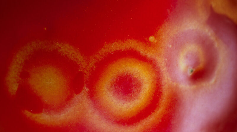 Typical tomato spotted wilt virus symptoms on fruit