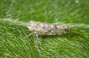 Common brown leafhopper spreads tomato big bud