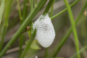 Will native spittlebugs transmit Xylella fastidiosa?