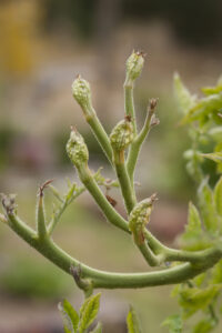 Tomato big bud symptoms