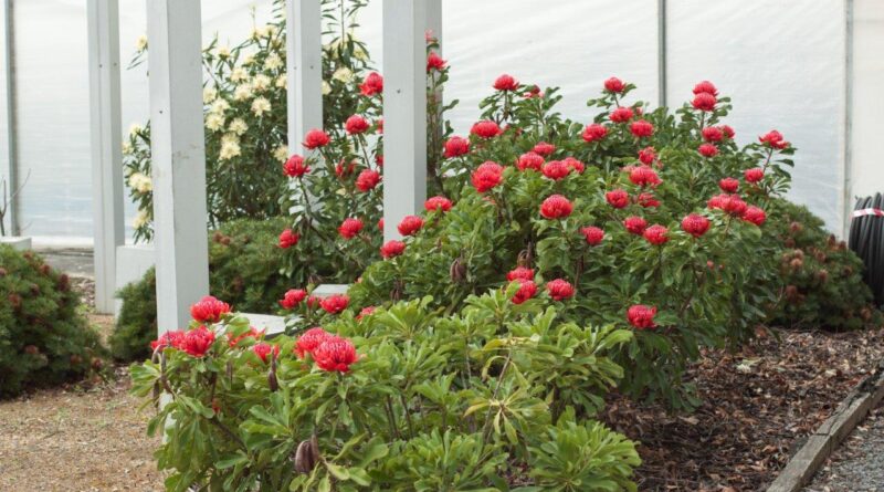 Telopea speciosissima ‘Enchanted® Red’ (Image: Proteaflora)