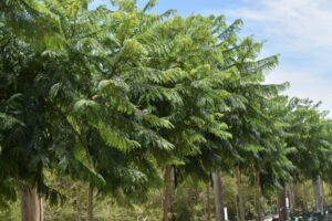 Advanced trees cater to larger retailers and the landscape market