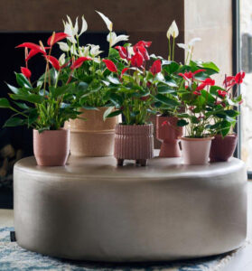 The Banderola® series of anthuriums were bred to grow with changing times and produce 'a wave of flowers' (Image: IPM Media)